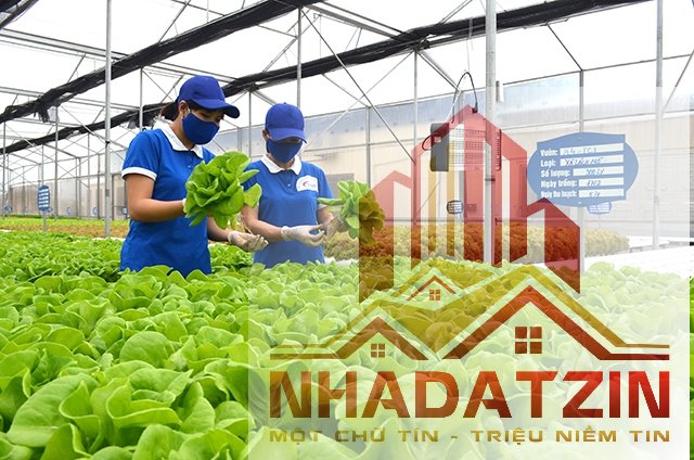 Quảng Ninh: thêm khu nông nghiệp công nghệ cao 106ha được phê duyệt